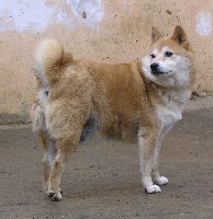 šibina.jpg